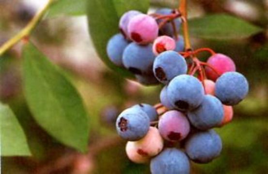 Bilberry P.E.